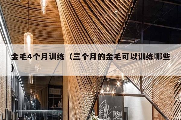 金毛4个月训练（三个月的金毛可以训练哪些）