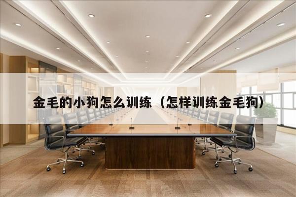 金毛的小狗怎么训练（怎样训练金毛狗）