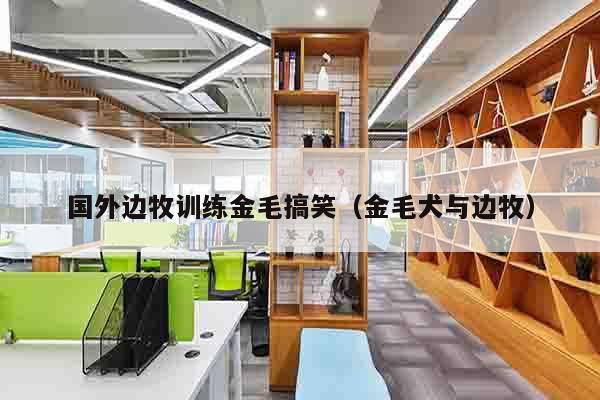 国外边牧训练金毛搞笑（金毛犬与边牧）