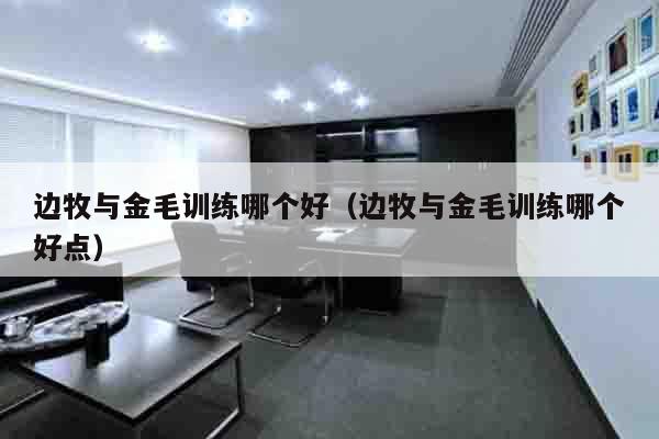 边牧与金毛训练哪个好（边牧与金毛训练哪个好点）
