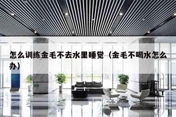 怎么训练金毛不去水里睡觉（金毛不喝水怎么办）