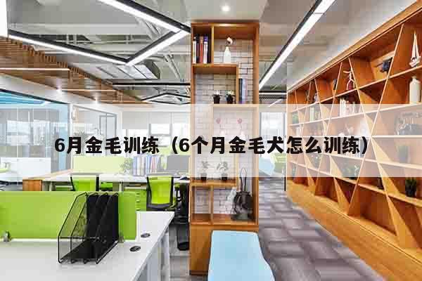 6月金毛训练（6个月金毛犬怎么训练）