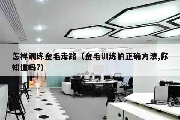 怎样训练金毛走路（金毛训练的正确方法,你知道吗?）