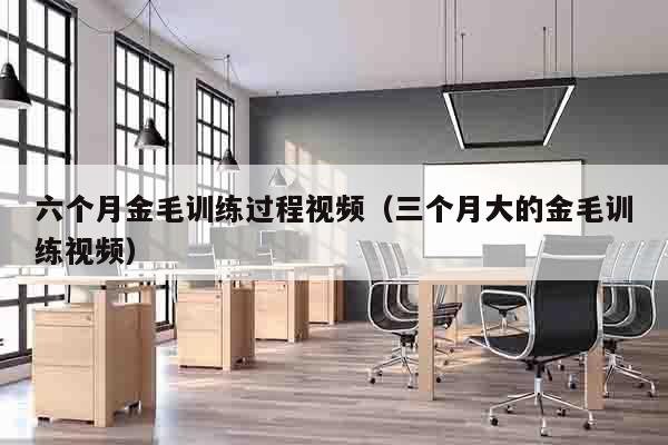 六个月金毛训练过程视频（三个月大的金毛训练视频）