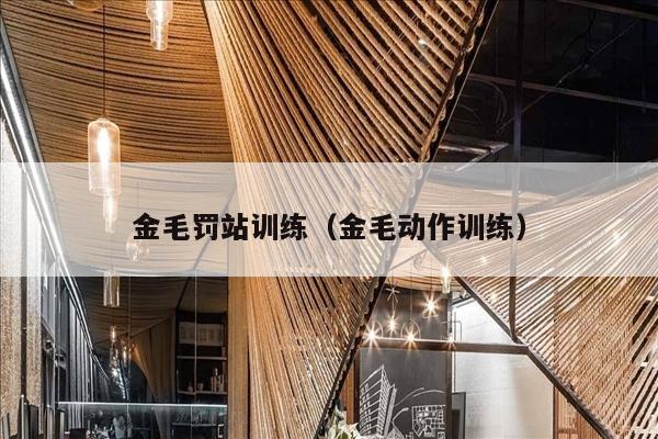 金毛罚站训练（金毛动作训练）