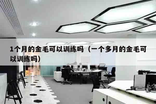 1个月的金毛可以训练吗（一个多月的金毛可以训练吗）