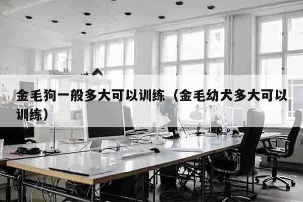 金毛狗一般多大可以训练（金毛幼犬多大可以训练）