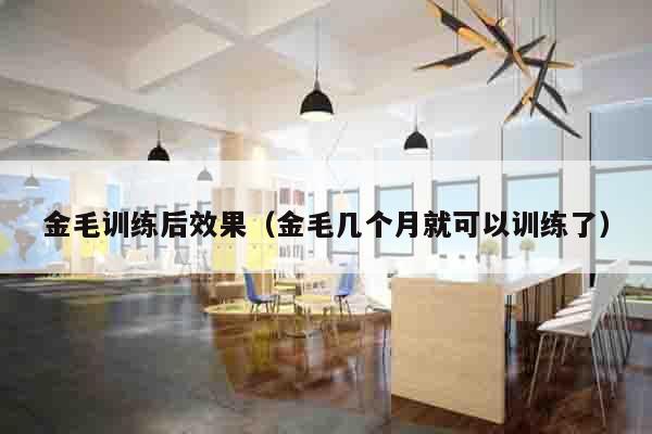 金毛训练后效果（金毛几个月就可以训练了）