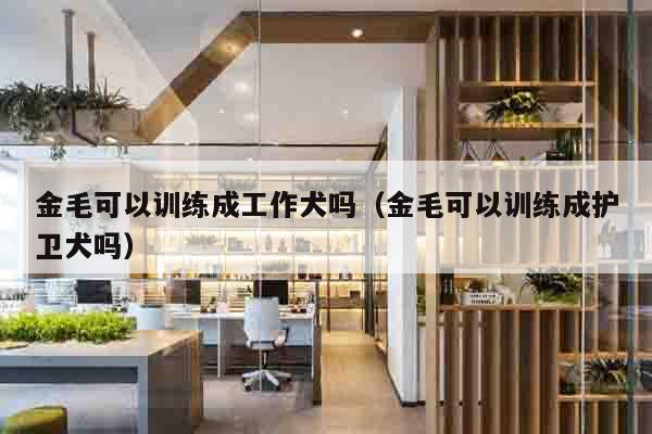 金毛可以训练成工作犬吗（金毛可以训练成护卫犬吗）