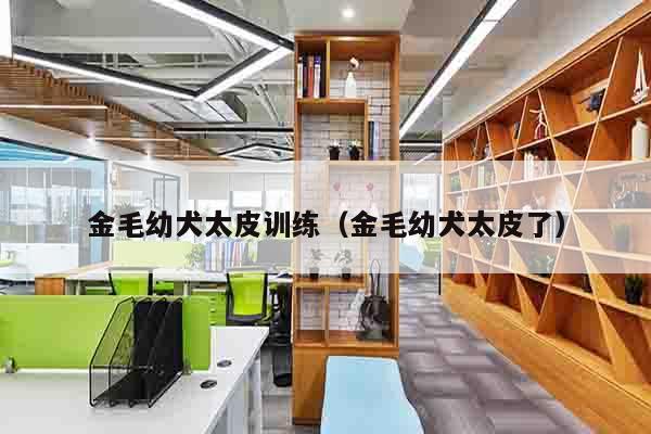 金毛幼犬太皮训练（金毛幼犬太皮了）