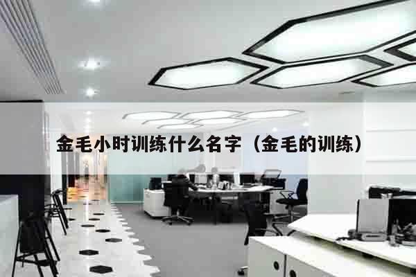 金毛小时训练什么名字（金毛的训练）