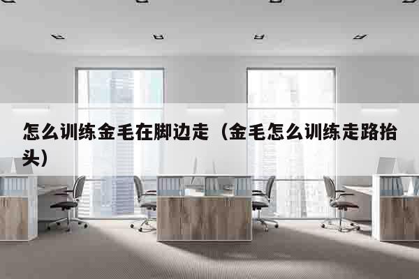 怎么训练金毛在脚边走（金毛怎么训练走路抬头）