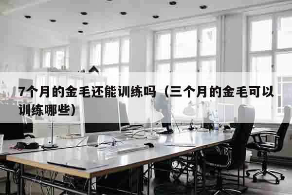 7个月的金毛还能训练吗（三个月的金毛可以训练哪些）
