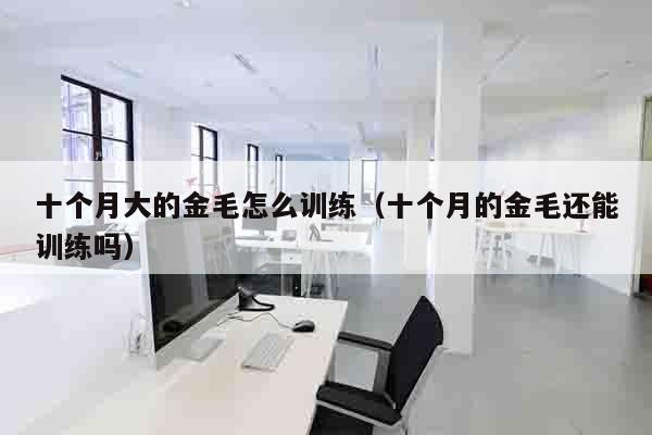 十个月大的金毛怎么训练（十个月的金毛还能训练吗）
