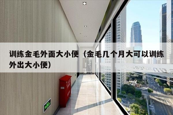 训练金毛外面大小便（金毛几个月大可以训练外出大小便）