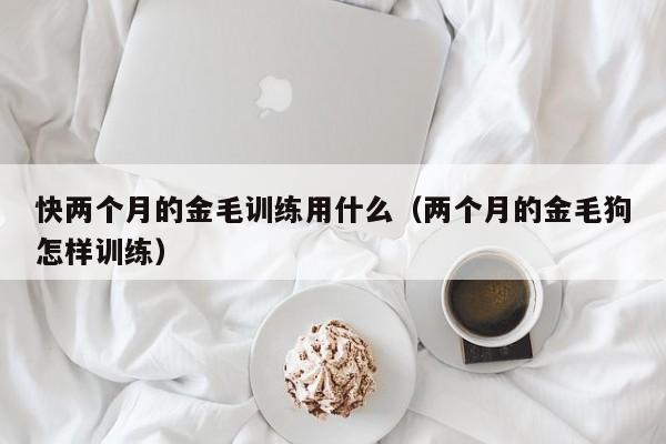 快两个月的金毛训练用什么（两个月的金毛狗怎样训练）