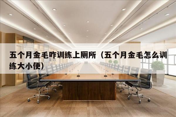 五个月金毛咋训练上厕所（五个月金毛怎么训练大小便）
