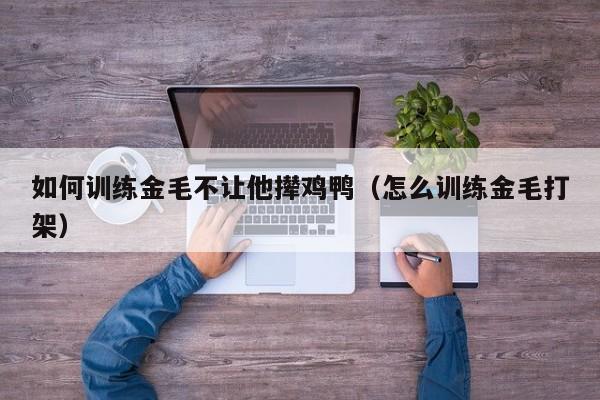 如何训练金毛不让他撵鸡鸭（怎么训练金毛打架）