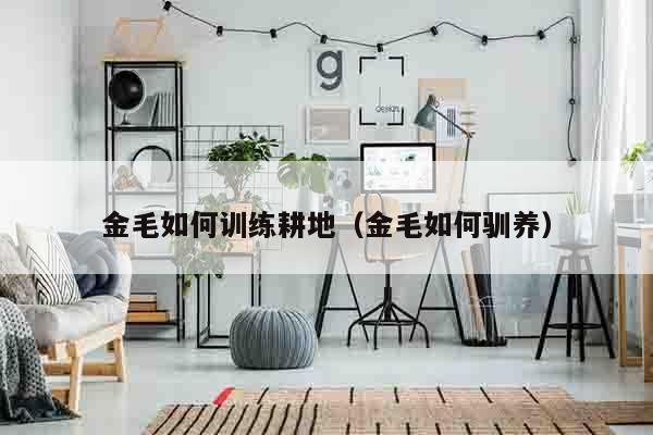 金毛如何训练耕地（金毛如何驯养）