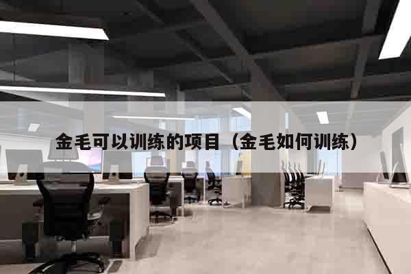 金毛可以训练的项目（金毛如何训练）