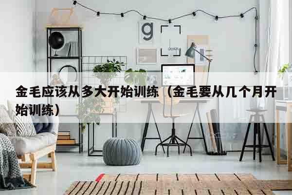 金毛应该从多大开始训练（金毛要从几个月开始训练）