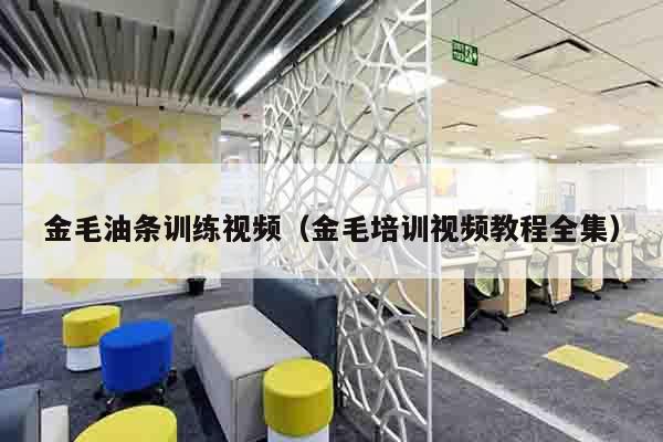 金毛油条训练视频（金毛培训视频教程全集）