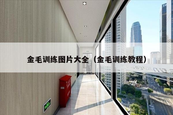 金毛训练图片大全（金毛训练教程）
