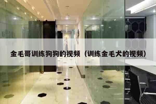金毛哥训练狗狗的视频（训练金毛犬的视频）
