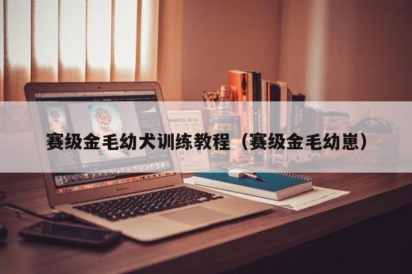赛级金毛幼犬训练教程（赛级金毛幼崽）