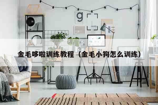 金毛哆啦训练教程（金毛小狗怎么训练）