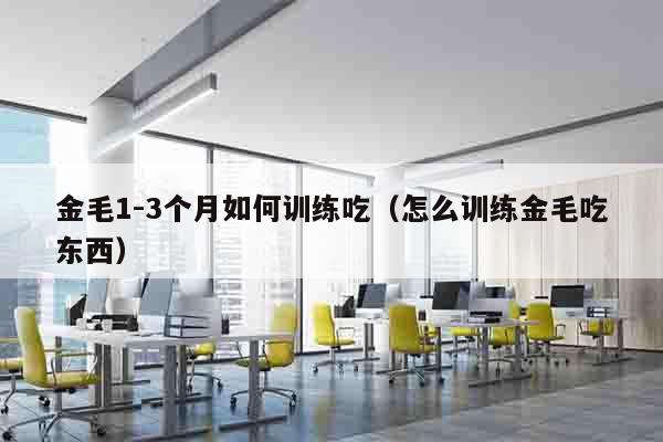 金毛1-3个月如何训练吃（怎么训练金毛吃东西）