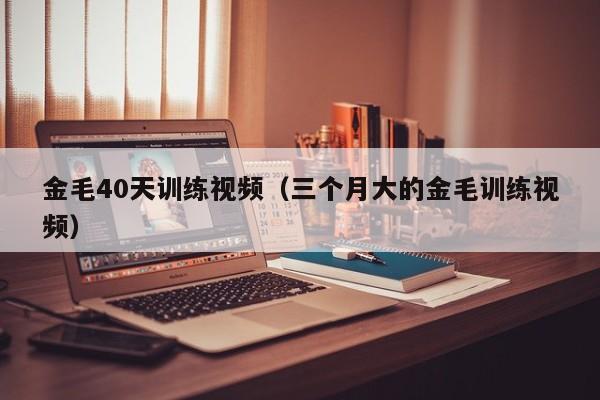 金毛40天训练视频（三个月大的金毛训练视频）