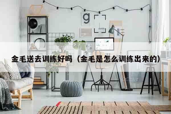 金毛送去训练好吗（金毛是怎么训练出来的）