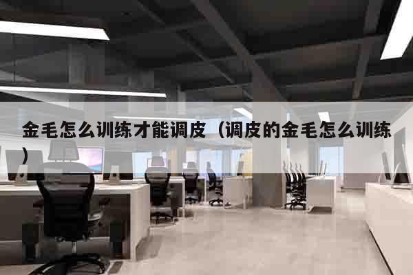 金毛怎么训练才能调皮（调皮的金毛怎么训练）