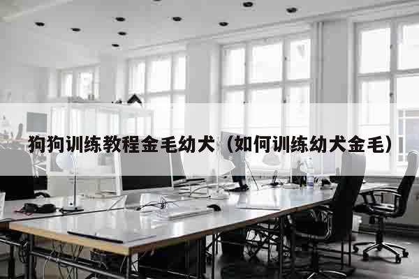 狗狗训练教程金毛幼犬（如何训练幼犬金毛）