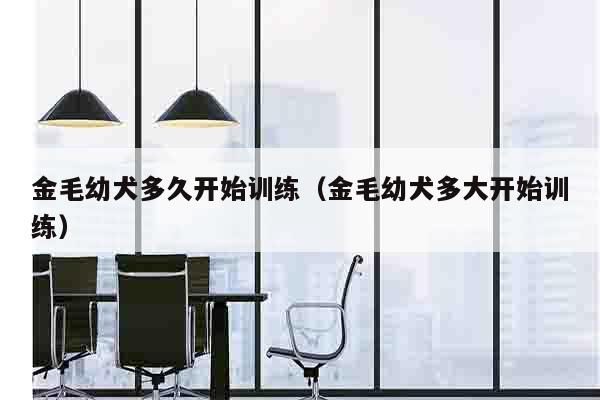 金毛幼犬多久开始训练（金毛幼犬多大开始训练）