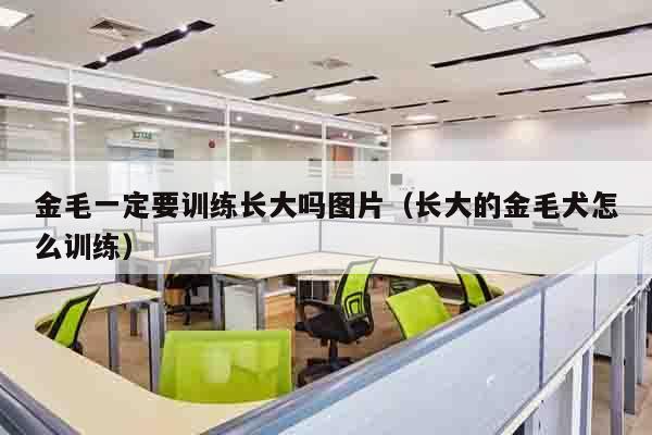 金毛一定要训练长大吗图片（长大的金毛犬怎么训练）