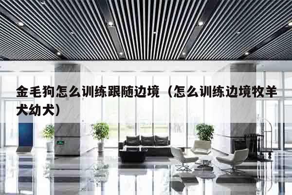 金毛狗怎么训练跟随边境（怎么训练边境牧羊犬幼犬）