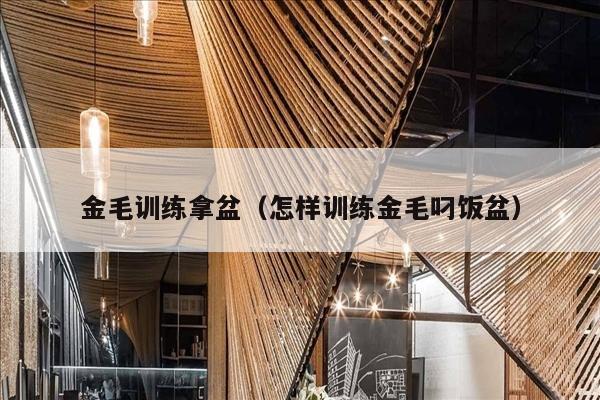 金毛训练拿盆（怎样训练金毛叼饭盆）