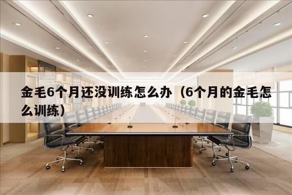金毛6个月还没训练怎么办（6个月的金毛怎么训练）