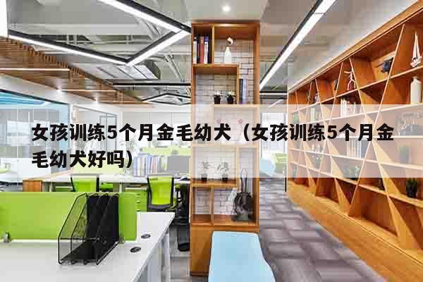 女孩训练5个月金毛幼犬（女孩训练5个月金毛幼犬好吗）