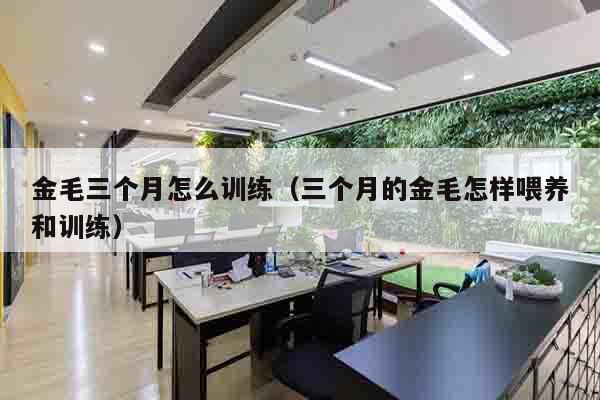 金毛三个月怎么训练（三个月的金毛怎样喂养和训练）