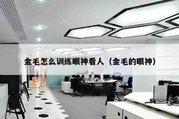 金毛怎么训练眼神看人（金毛的眼神）