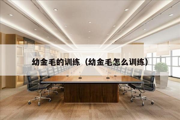 幼金毛的训练（幼金毛怎么训练）