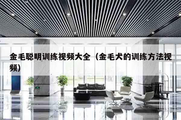 金毛聪明训练视频大全（金毛犬的训练方法视频）