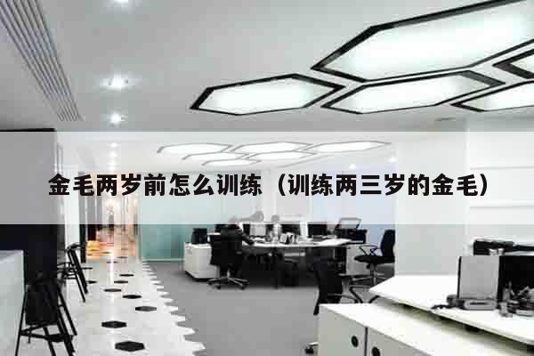 金毛两岁前怎么训练（训练两三岁的金毛）