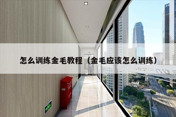怎么训练金毛教程（金毛应该怎么训练）