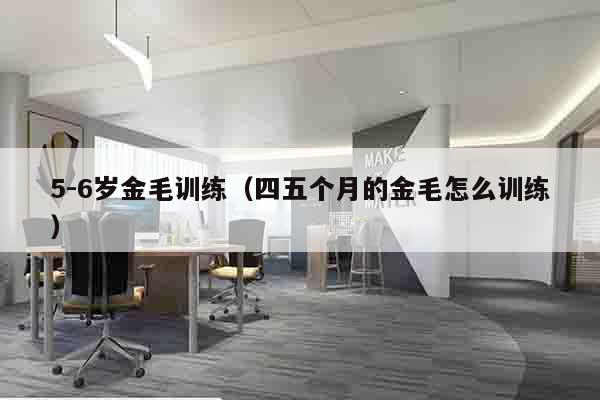 5-6岁金毛训练（四五个月的金毛怎么训练）