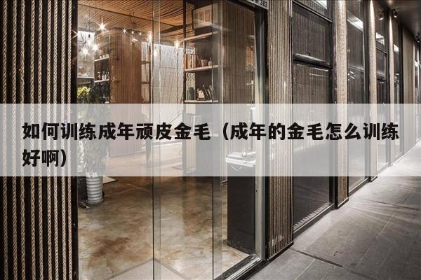 如何训练成年顽皮金毛（成年的金毛怎么训练好啊）