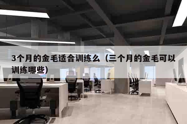 3个月的金毛适合训练么（三个月的金毛可以训练哪些）